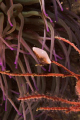 Neosimnia spelta, a small gastropod mollusc, crawling over its gorgonian food, Leptogorgia sarmentosa.
Shot in Sesimbra using a Canon EOS 300D in Nimar housing, Sigma 50mm macro, Ikelite MV and Nikonos SB-105 strobes. 